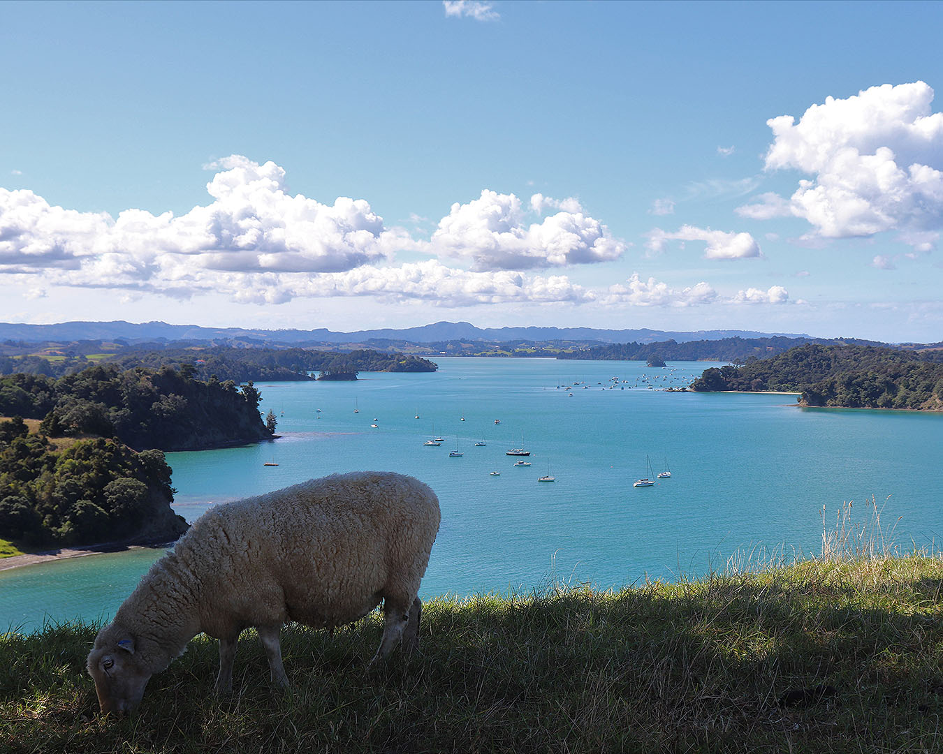 A sheep grazes lazily in the foreground with boats and water in the background.