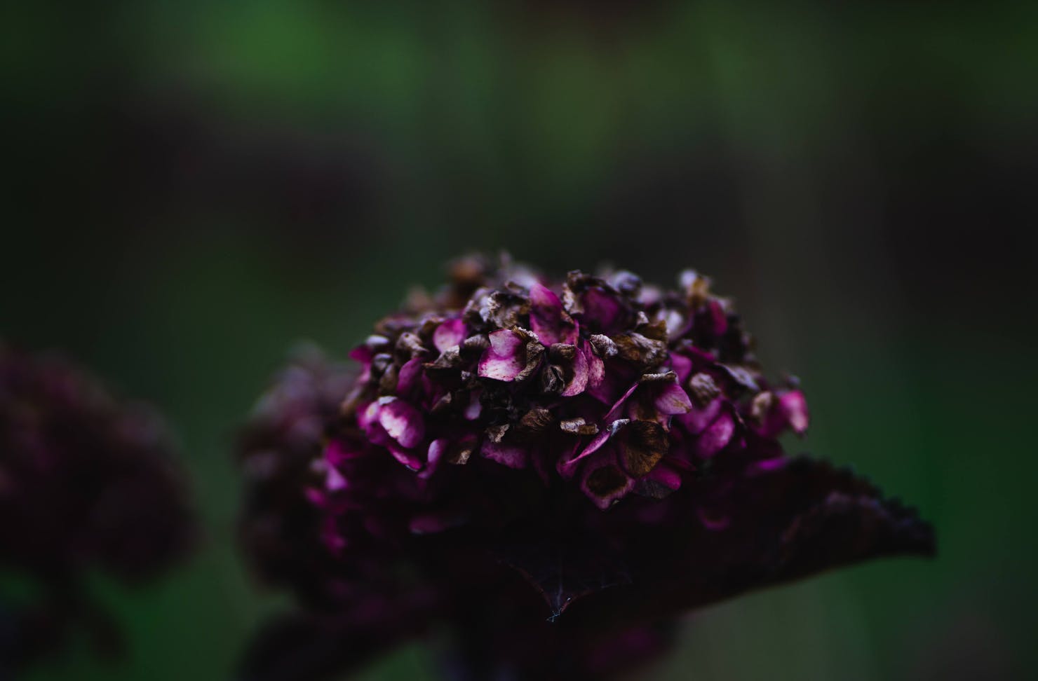 A beautiful purple flower