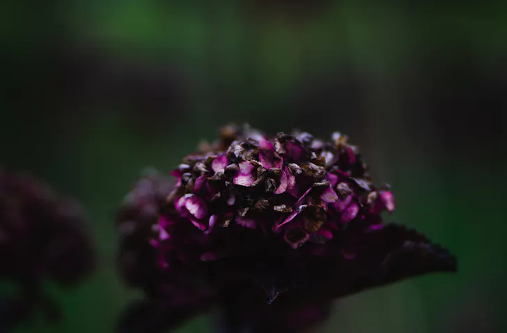 A beautiful purple flower