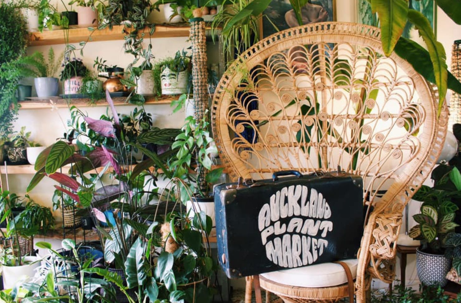 A chair with a suitcase that says 'Auckland Plant Market' on it with lots of plants in the background.