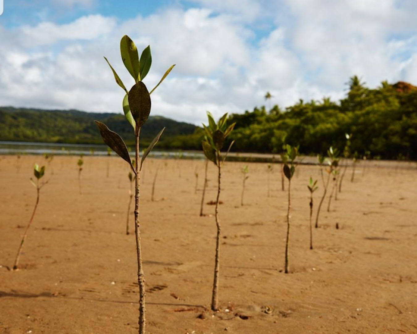 Baby mangroves planted in sand. 