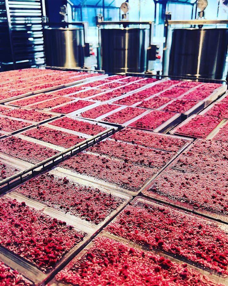 Rows upon rows of Lamington chocolate at Miann Chocolate Factory, one of the best craft chocolate bars in New Zealand.