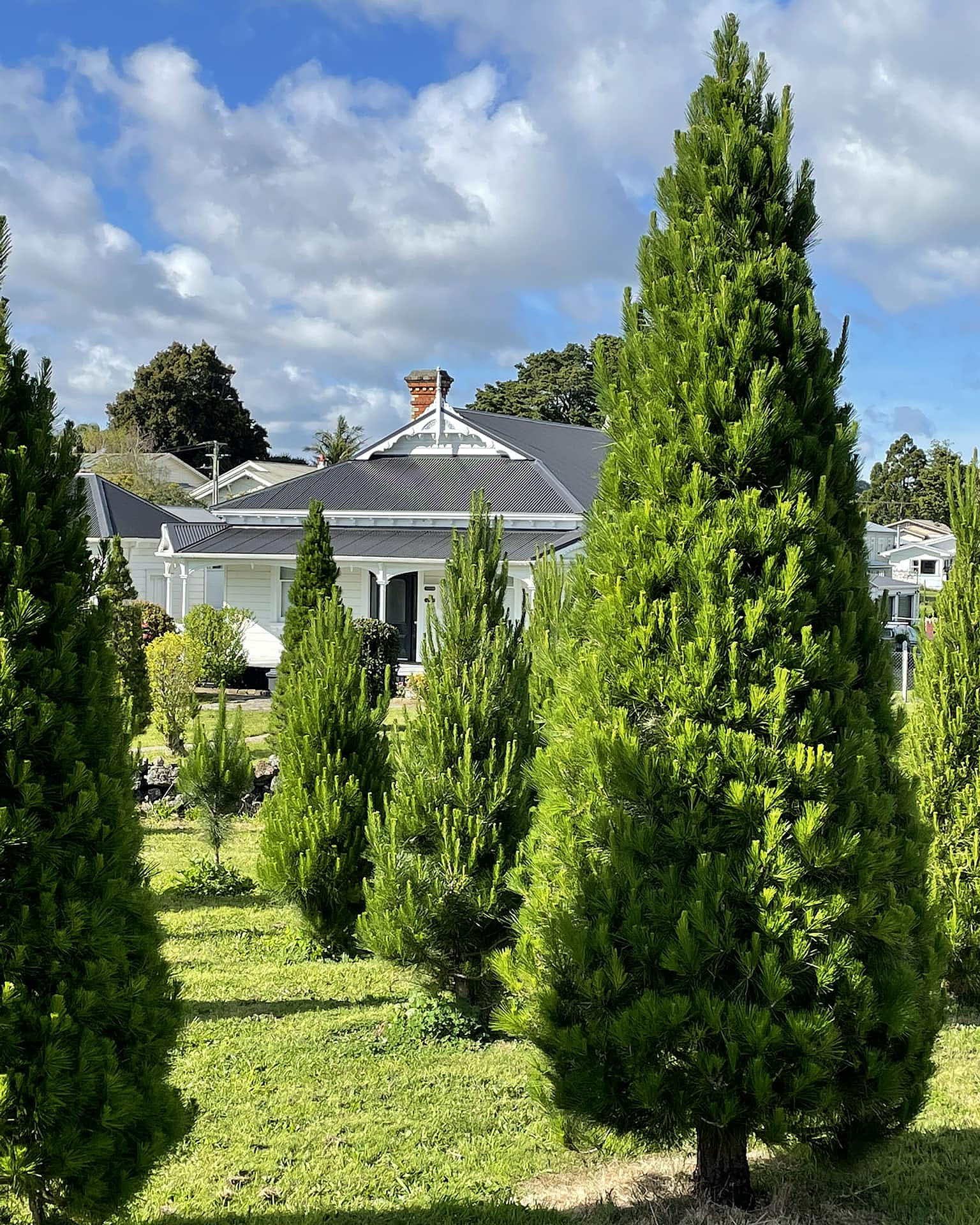 Where To Buy Real Christmas Trees In Auckland