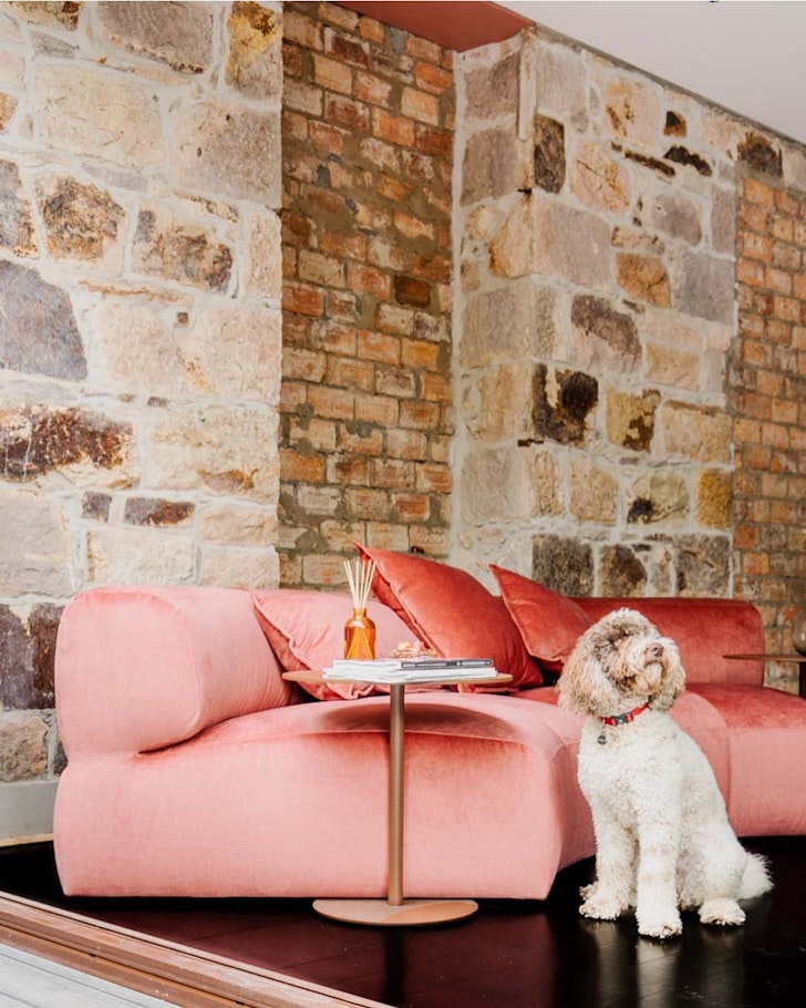 A dog sits by a pink couch at Miss Midgleys pet-friendly Airbnb Brisbane