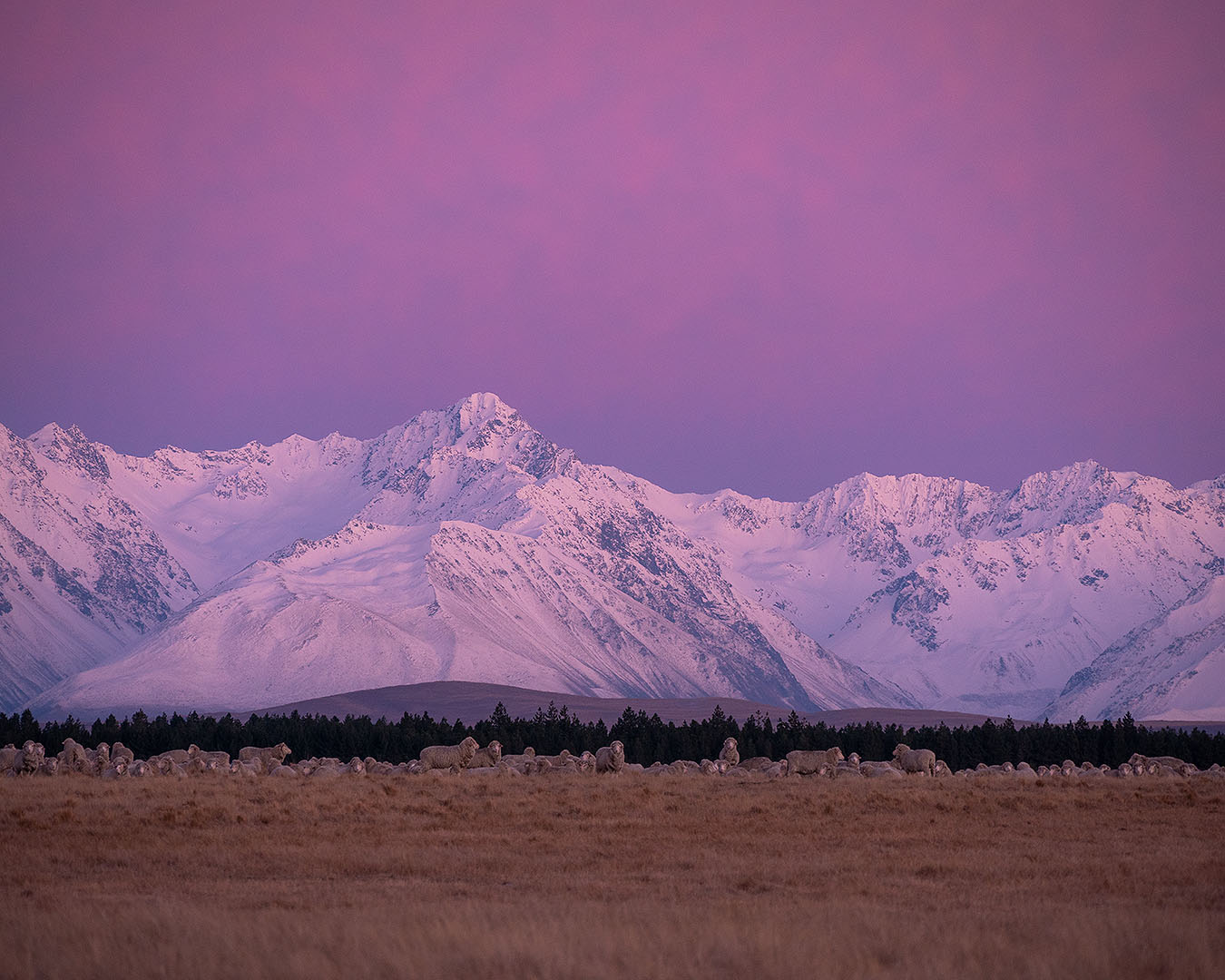 Sheep stand in front of a stunning mountain range at dusk.
