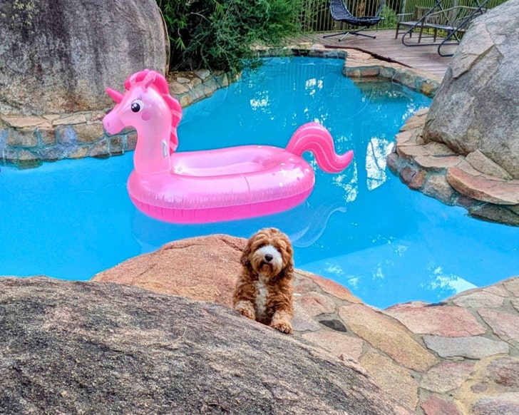 A dog at the pool at Mountolive Studio one of the best pet-friendly Perth accommodation options