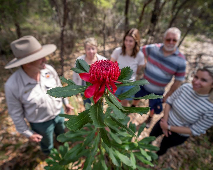 muogamarra nature reserve sydney wildflower park