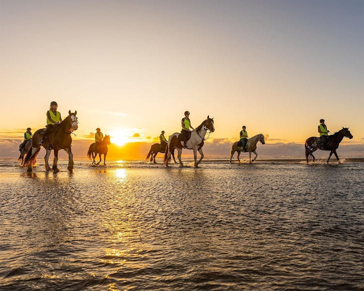 Horses in the sea at Muriwai.
