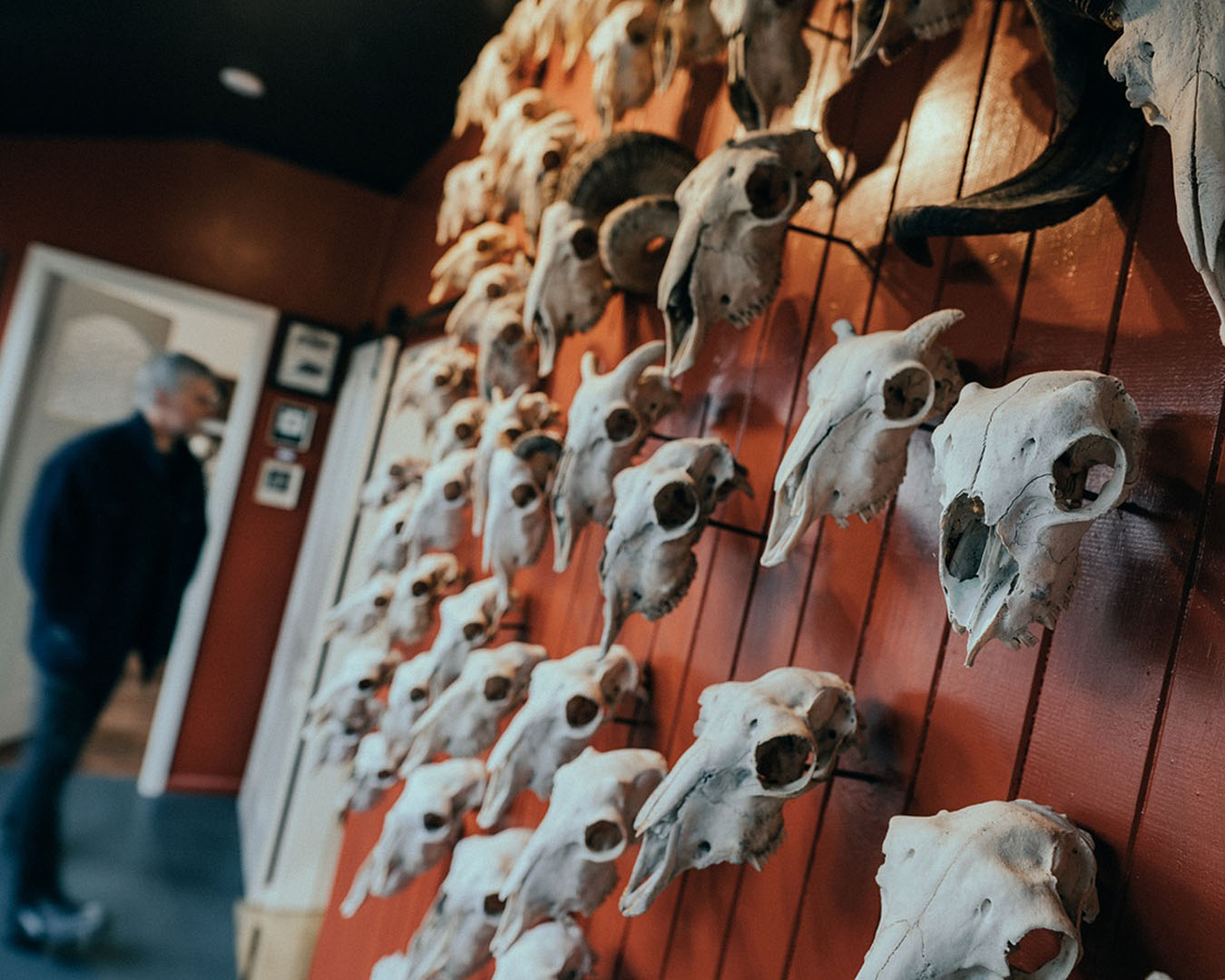 A man looks at all sorts of animal skulls at the museum of natural mystery.