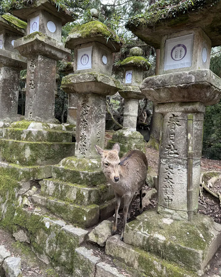 A deer standing between two mossy pillars in Nara, Osaka.