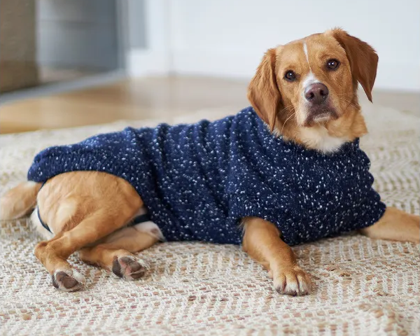 A dog laying out posing for the camera, dressed in Kazoo's Navy Seas Jumper