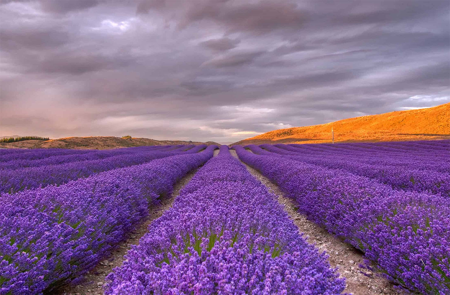 beautiful lavender