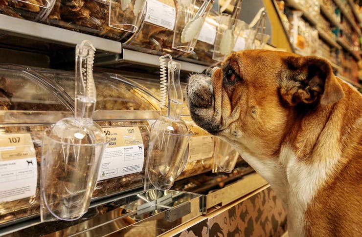 Dog stares at pet pick-and-mix