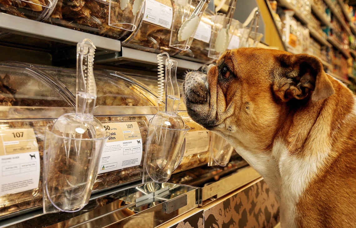 Dog stares at pet pick-and-mix