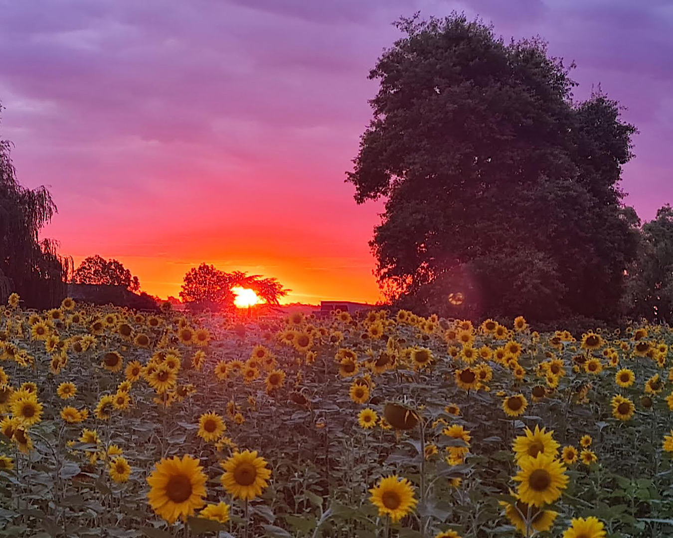 The Best Sunflower Farms In New Zealand URBAN LIST NEW ZEALAND