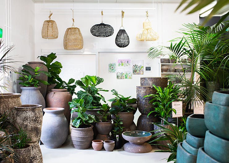 Noosa Pots & Plants