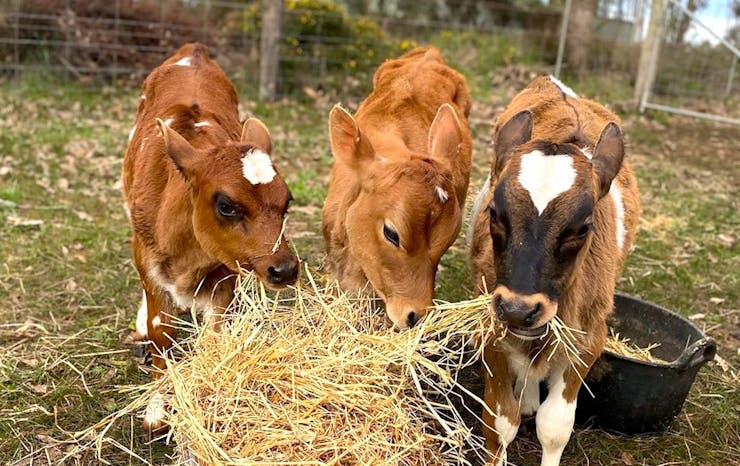 three cows eating hay
