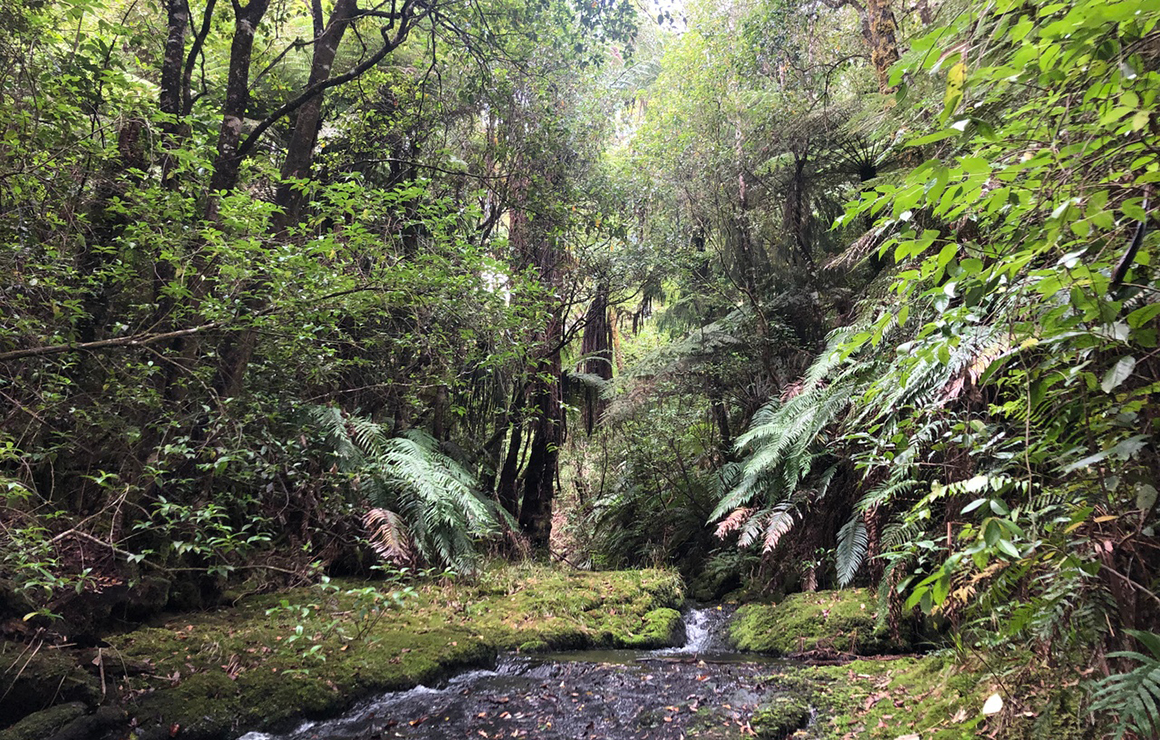 Otanewainuku Forest showing a little stream and lush verdant bush all around.