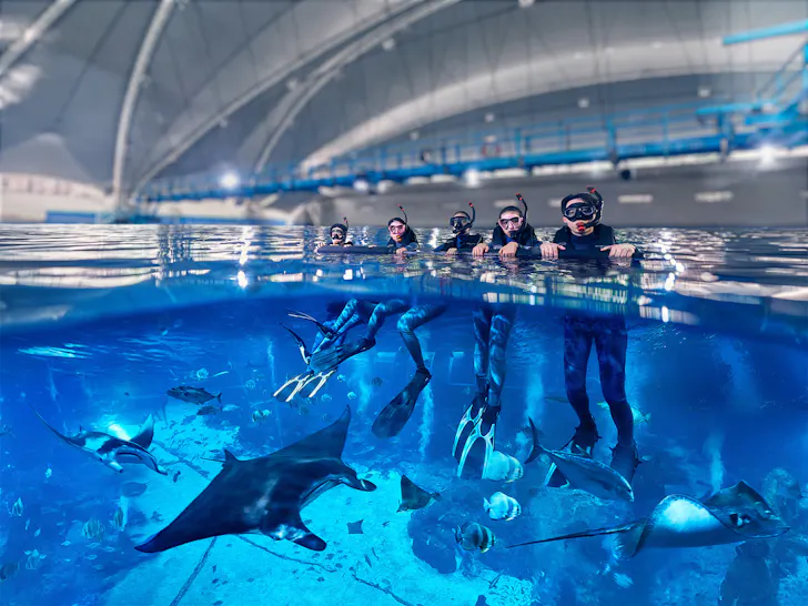 People snorkelling at the Singapore Oceanarium