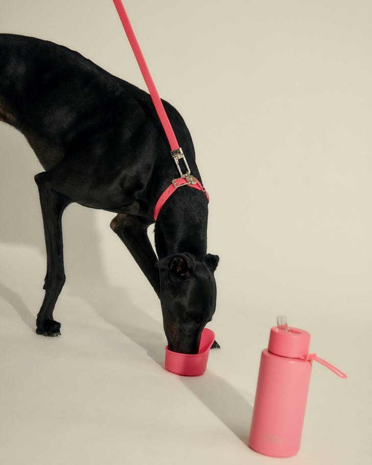 A dark greyhound wearing a colourful frank green collar and lead