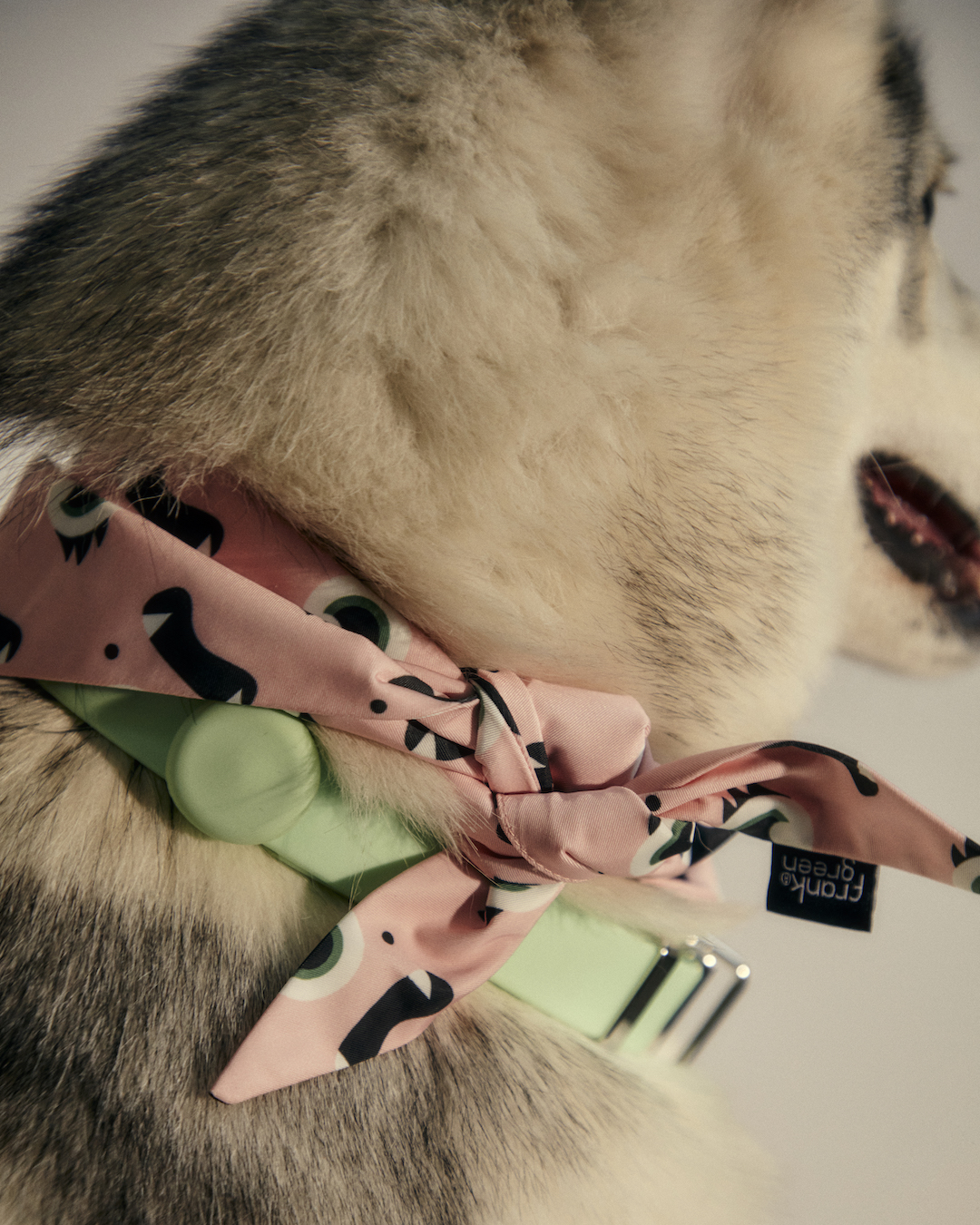 A fluffy dog wearing a bandana and pastel collar