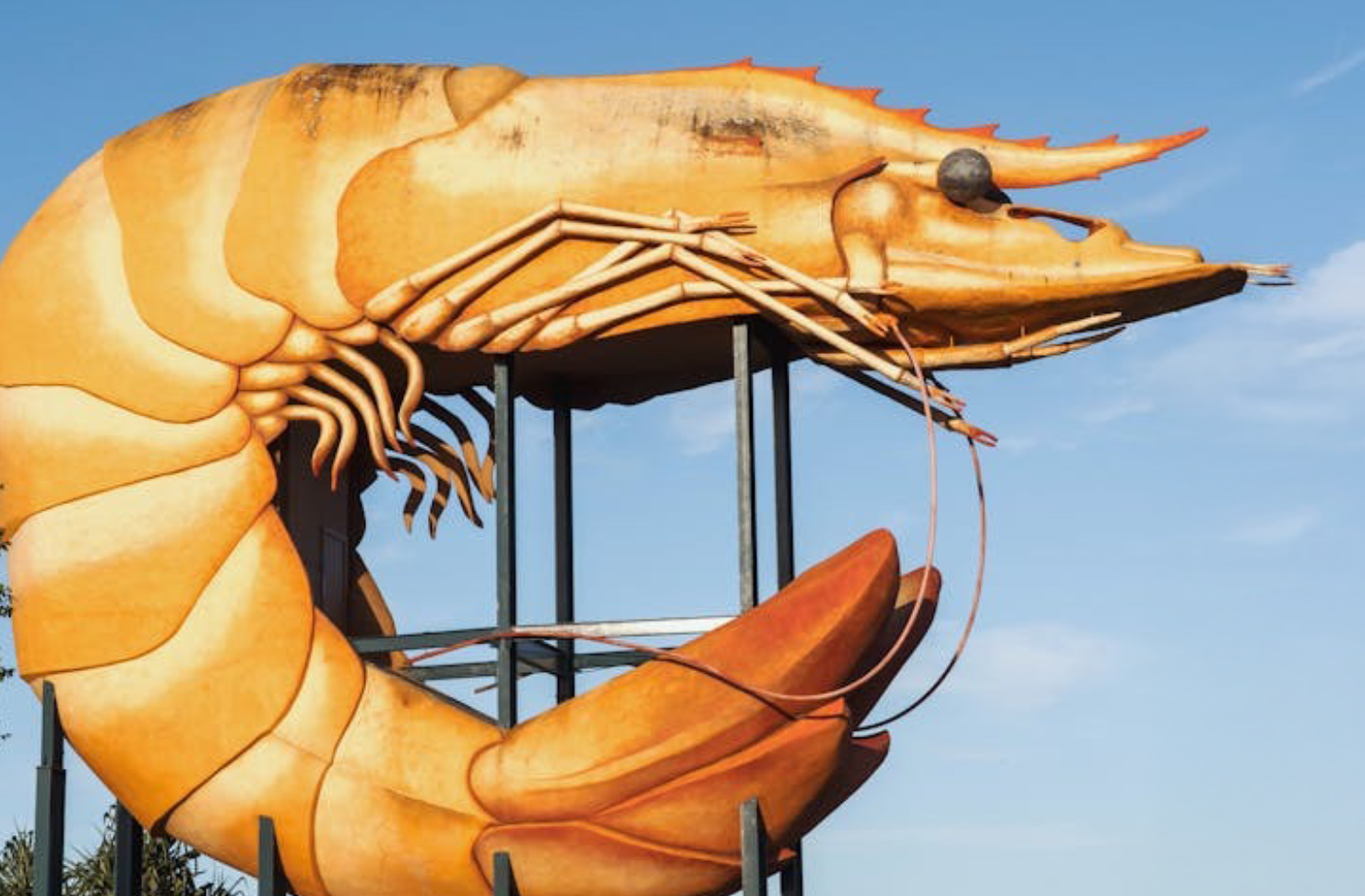 large prawn