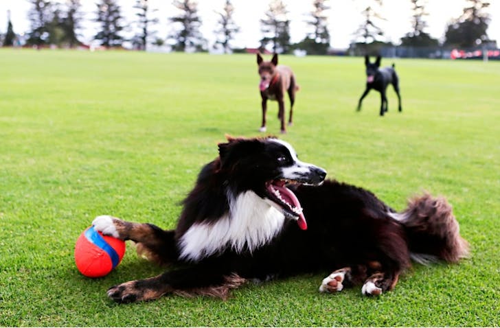 dog-park-sunshine-coast
