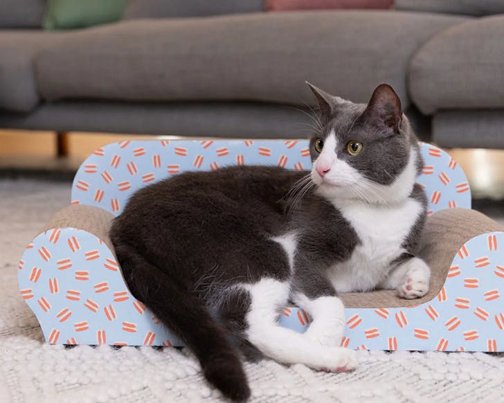 A bemused cat sits on a tiny couch. 