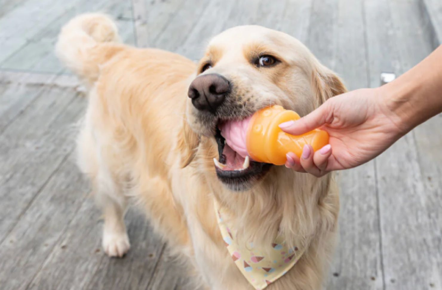 A golden retriever gnaws on a frozen ice cream toy. 