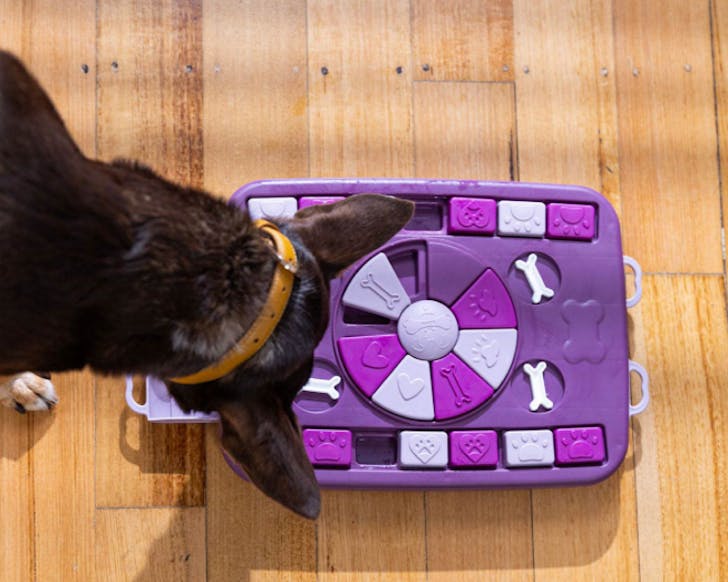 A dog puzzles over where the treats are. 