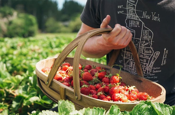 A man holds a huge punnet of strawberries at Phil Greig.