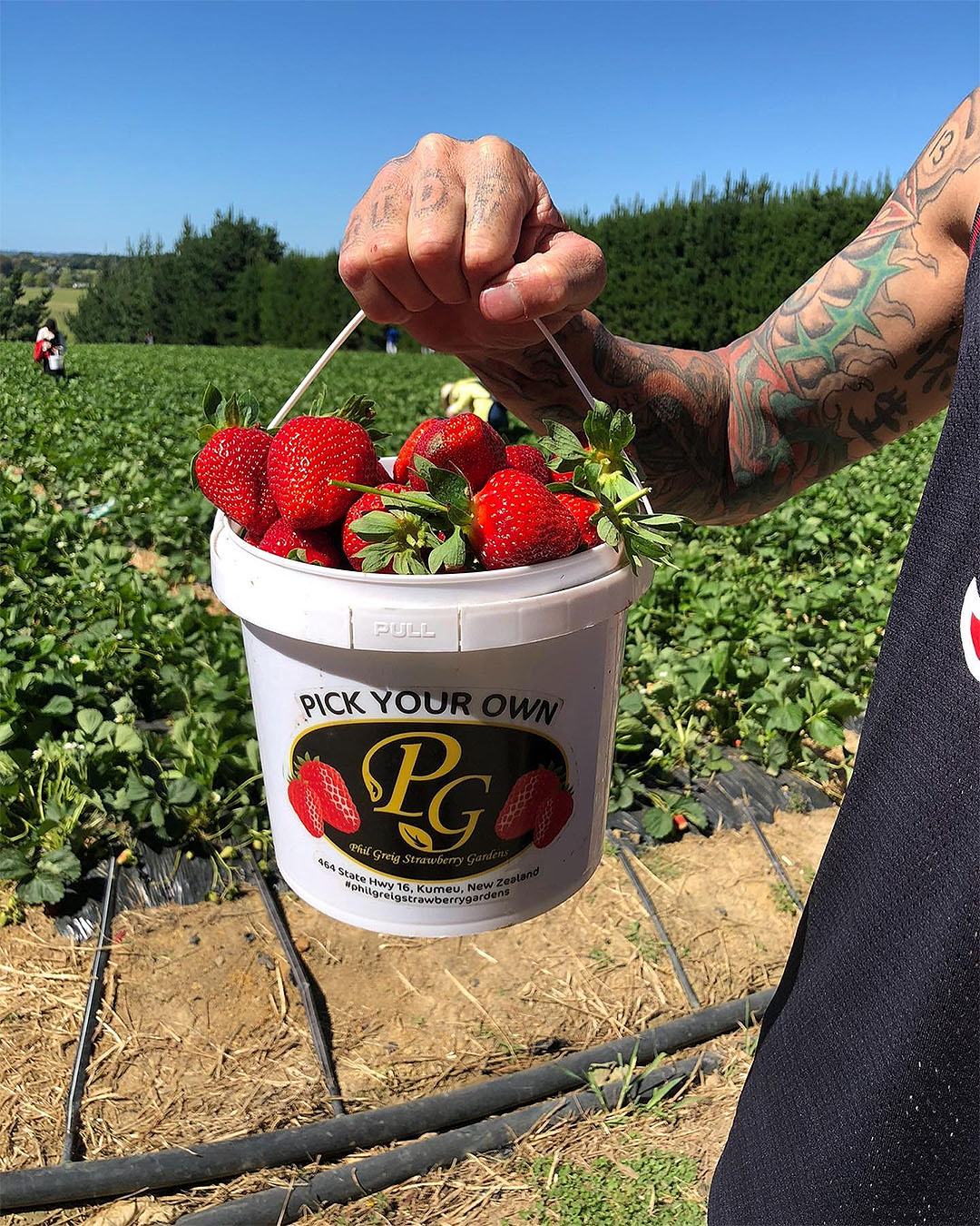 A man holds a huge punnet of strawberries at Phil Greig, one of the best places for strawberry picking in Auckland.