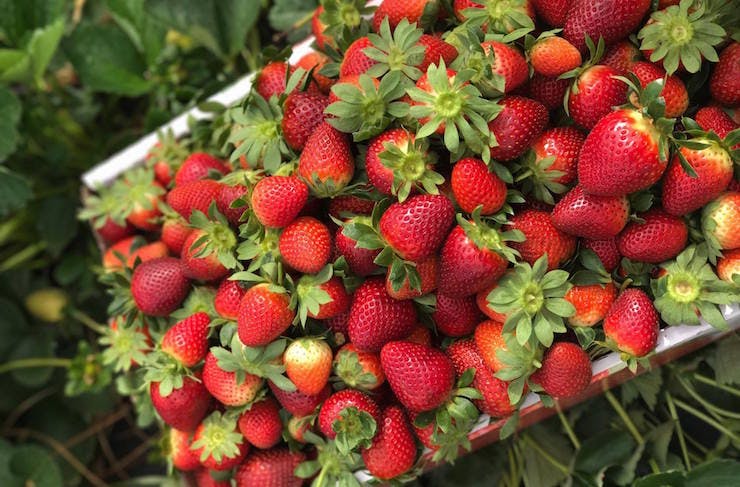 a crate full of juicy strawberries