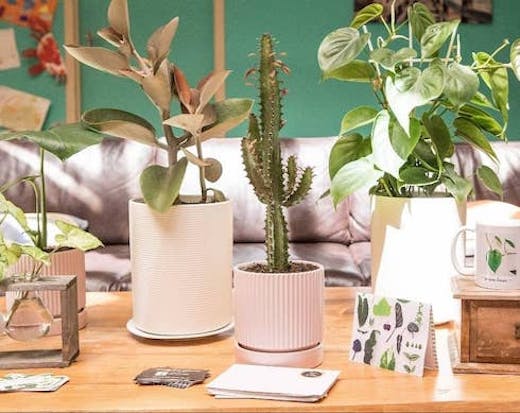 Indoor Plants In Pink Pots On Wooden Table