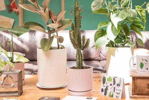 Indoor Plants In Pink Pots On Wooden Table