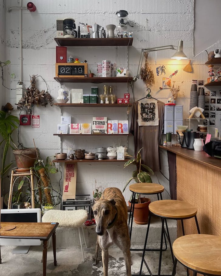 Mikey the long dog stands in Pour and Twist. 