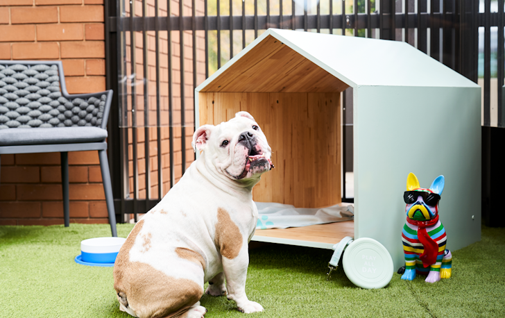 A small bulldog on an outdoor patio at a dog friendly hotel melbourne.