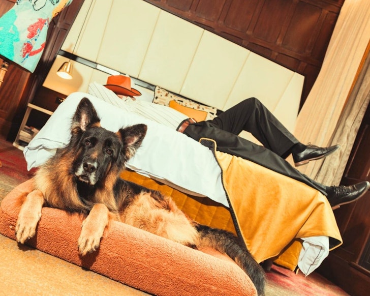 A dog in a bedroom at QT Gold Coast one of the best pet-friendly Gold Coast stays