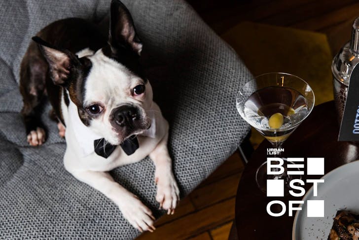 A dog in a bowtie perched on his bed posed next to dinner and a martini enjoying QT's Pup Yeah package