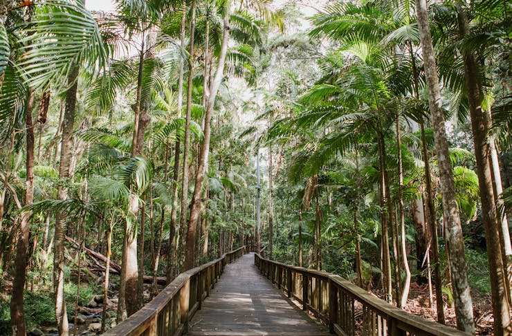 A timber boardwalk runs through the middle of rainforest.