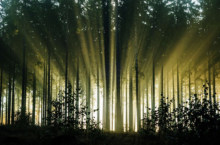 The picture of a forest with light beaming through the trees. 