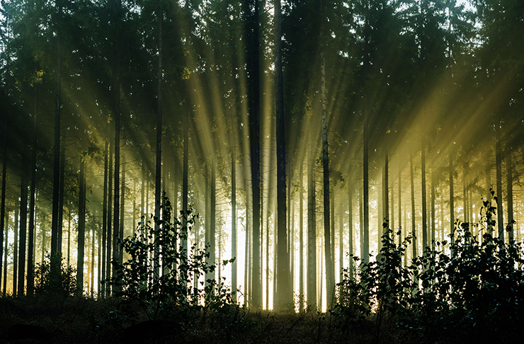 The picture of a forest with light beaming through the trees. 