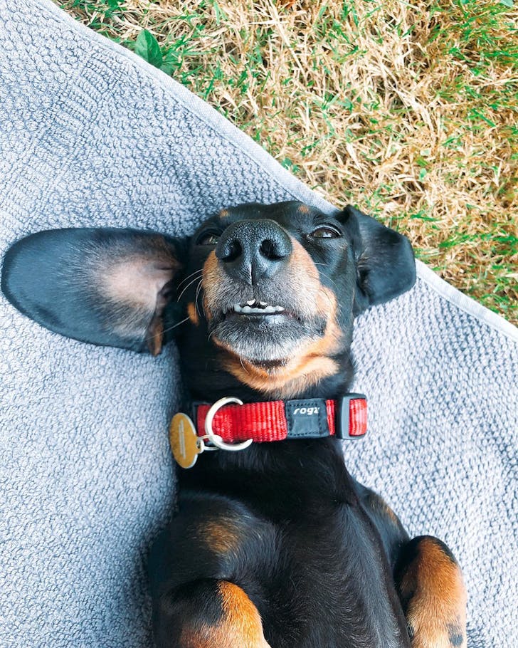Rogz reflective nylon dog collar