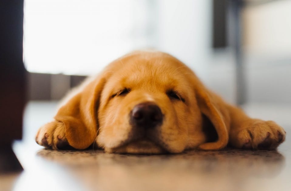 The RSPCA Is Having A 50 Adoption Sale This Weekend URBAN LIST BRISBANE