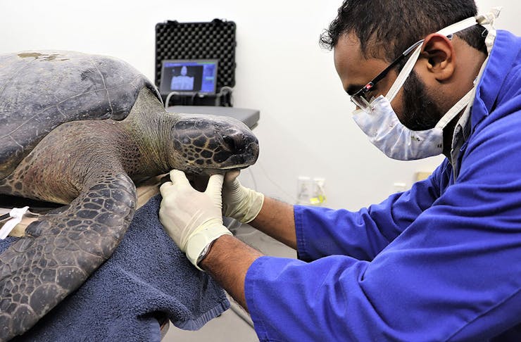 A vet checks over the rare turtle that washed up on Takapuna beach.