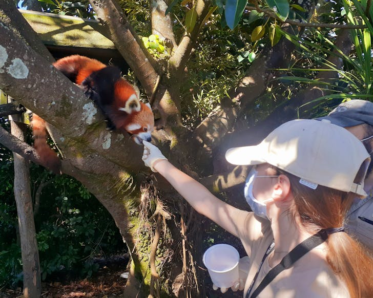 Red panda Zoo Experience at Auckland Zoo 