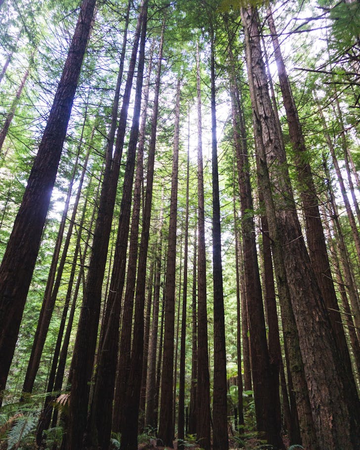 Tall redwood trees