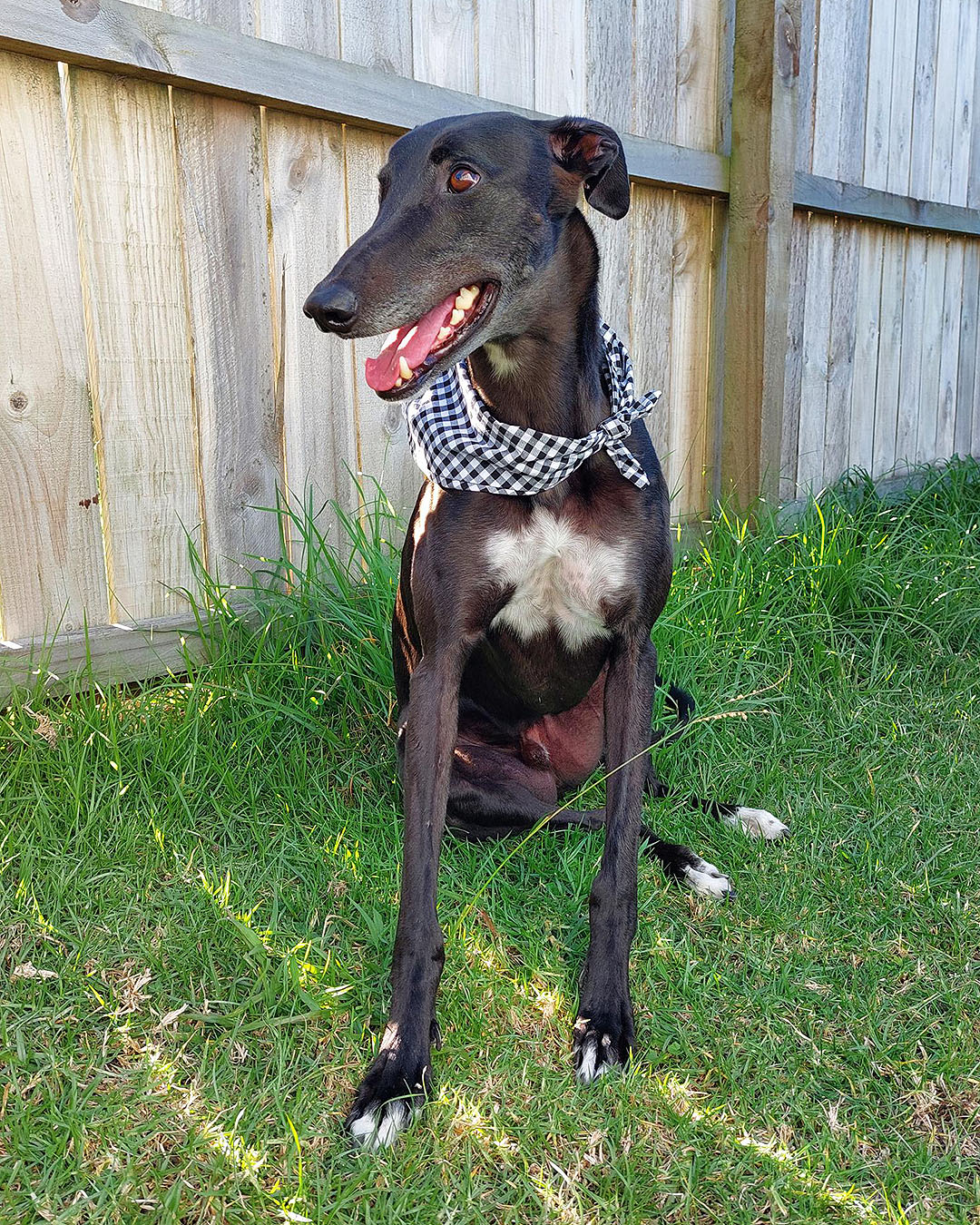 Remy the greyhound sits on the grass with a fetching scarf around his neck.