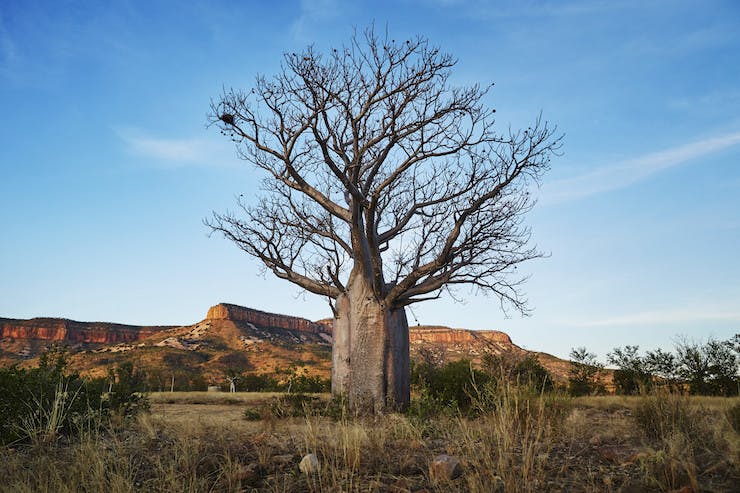 An ancient tree stands tall in the Australian outback with vast red dirt mountains looming in the distance.