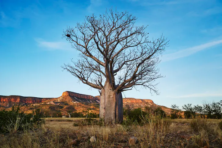 An ancient tree stands tall in the Australian outback with vast red dirt mountains looming in the distance.
